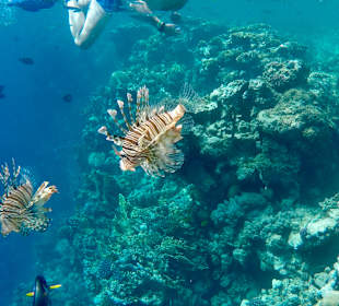 Schnorcheln Marsa Alam