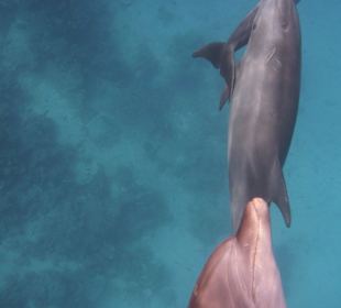 SolisTrip / Delfintour / Ägypten