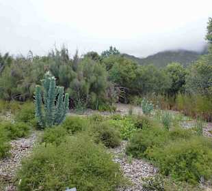 Botanischer Garten Kirstenbosch
