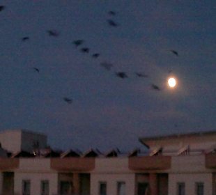 Die Vögel und der Mond 