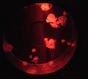 National Aquarium Malta