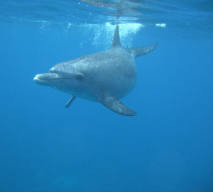 Delphin unter Wasser