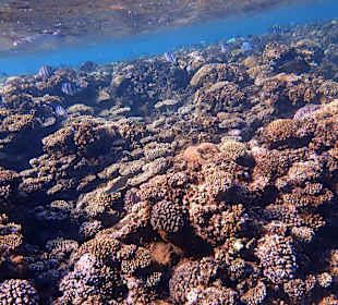 Schnorcheln Marsa Alam