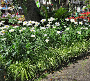Impressionen aus dem Stadtpark von Funchal