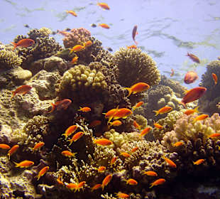 Unterwasserwelt vom Roten Meer in Hurghada