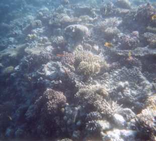 Unterwasserwelt am Hotel-Riff