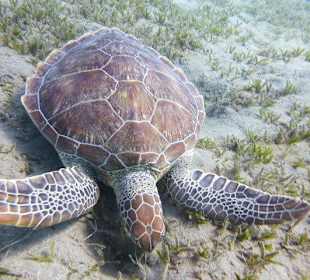 Abu Dabab 28.08.2014