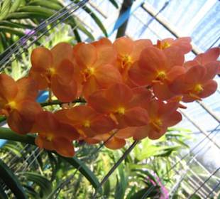 Eine Lachsfarbene Orchidee.