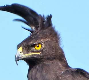 Adlerauge sei wachsam