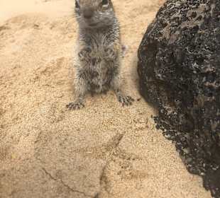 Stadtrundgang Jandia / Playa de Jandia