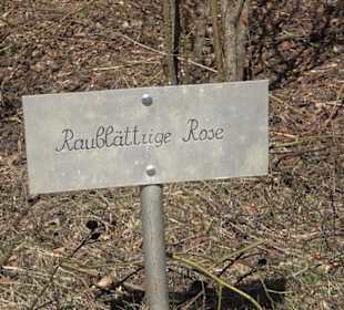 Premiumwanderweg "hochgeblickt"