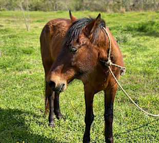 Wandern Side - Titreyengöl