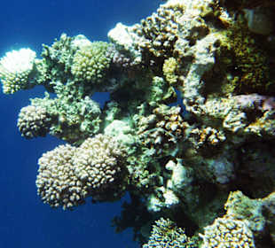 Korallenriff im roten Meer