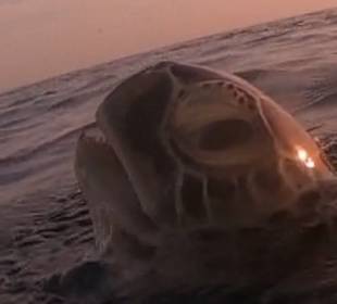 Schnorcheln Abu Dabbab