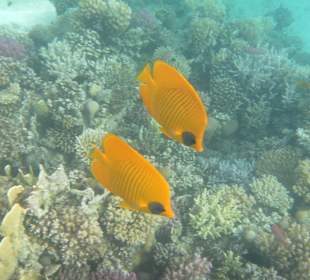 Рыбы Макади