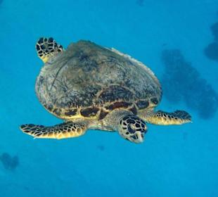 Schildkröte