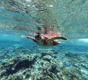 Schwimmen mit Schildkröten in Abu Dabbab 