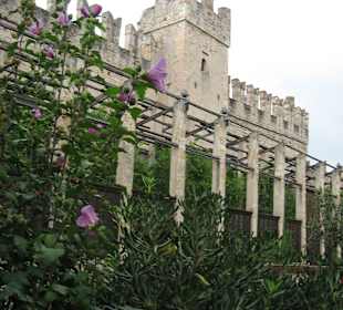 Zitronengewächshaus an der Skaligerburg