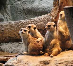 Erdmännchen