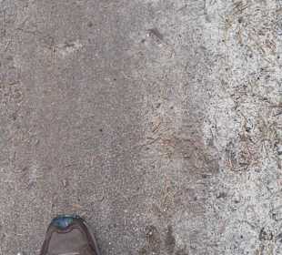 Riesenpfote: Hund oder Wolf?