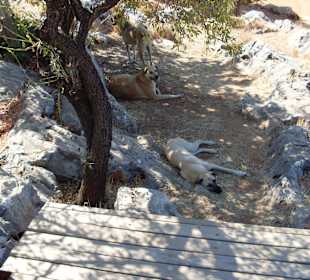 Sogar hier gibt es große Hunde!