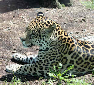 Panther