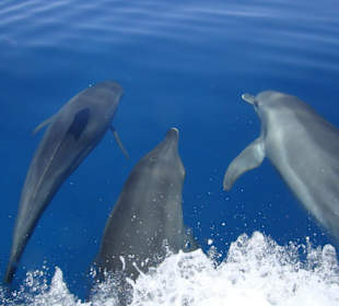 Delfine
