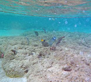 Unterwasser Fische