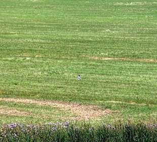Natur pur