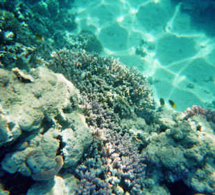 Schnorcheln bei Hurghada