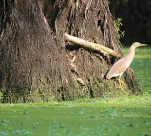 Versteckte Vögel