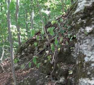 Unterer Greifenstein