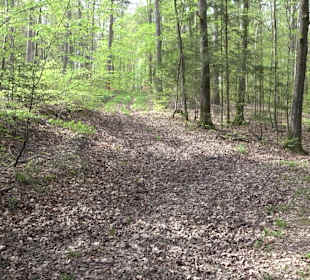 Walderlebnisweg Rottenburg