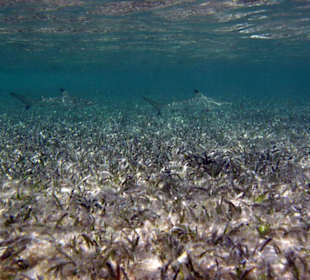 Riffhaie im Doppelpack