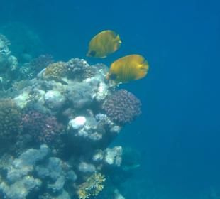 Korallenriff Fantasy - im Doppelpack.