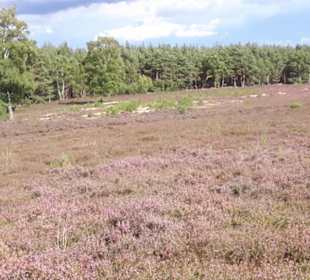 Misselhorner Heide