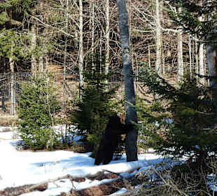Braunbär