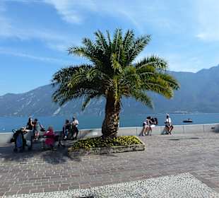 Tolle Palmen direkt an der Promenade