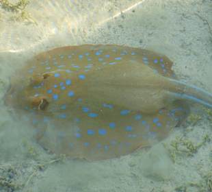 Blaupunktrochen vom Steg aus