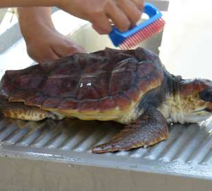 Caretta Schildkröte regelmäßige Pflege