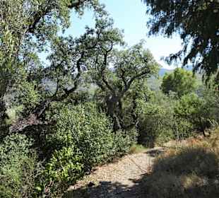Im Wald des Jardin Méditerranéen