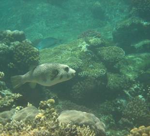 Unterwasserwelt - Kugelfisch