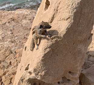 Strandwandern Costa Calma