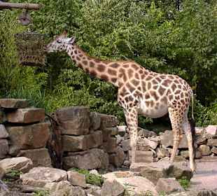 Giraffe im Zoo Hannover