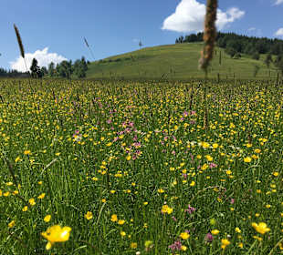 Wandern Nova Ponente / Deutschnofen