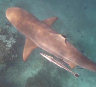 Schwarzspitzen-Riffhai!