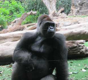 Gorilla