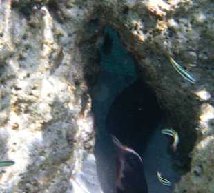 Muräne in der Höhle