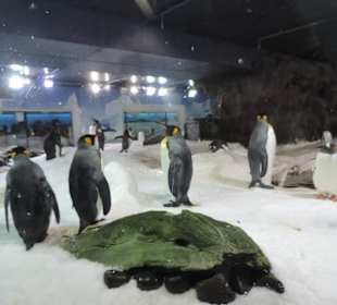 Besonders die Kinder hatten viel Spaß