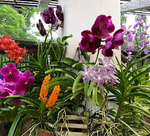 Botanischer Garten Kandy